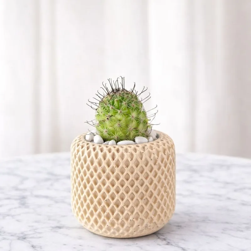 Maveline (Amarillo Claro)